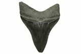 Serrated, Fossil Megalodon Tooth - South Carolina #383695-1